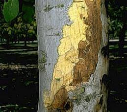 Brown, dying tissue in outer bark due to shallow bark canker.