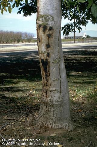 A group of dark lesions on a walnut trunk due to shallow bark canker, <i>Brennaria nigrifluens</i> =<i>Erwinia nigrifluens</i>.