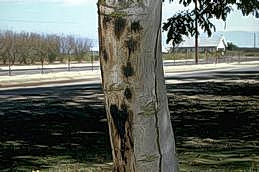 A group of shallow bark cankers on a walnut trunk.