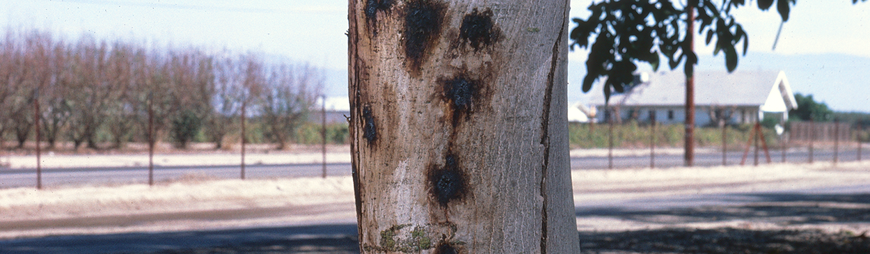 Symptoms of shallow bark canker.