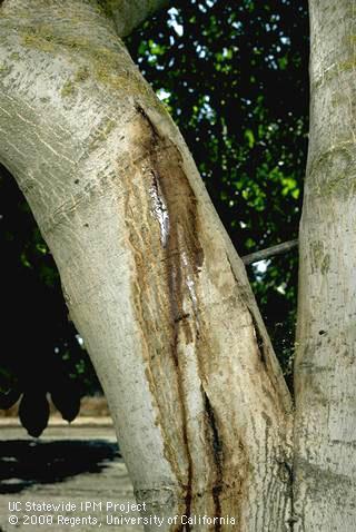 A walnut trunk with long deep cracks and reddish brown ooze due to deep bark canker, <i>Erwinia rubrifaciens</i>.