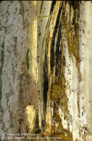 Black streaks and pits in walnut wood due to deep bark canker, <i>Erwinia rubrifaciens</i>.