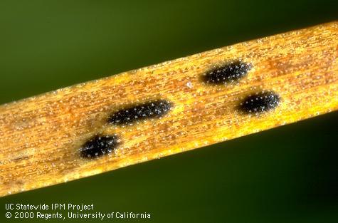 Foliage damaged by Elytroderma needle cast.