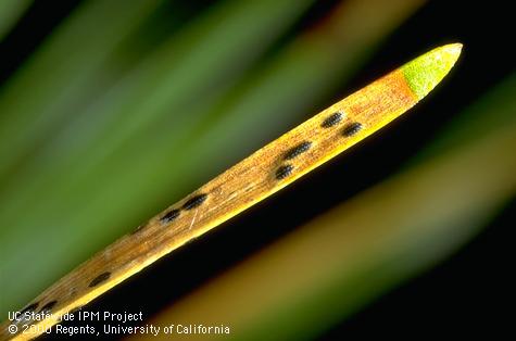 Foliage damaged by Elytroderma needle cast.