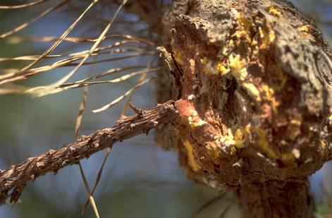 Monterey pine with a gall near its branch terminal caused by western gall rust, <i>Endocronartium (=Peridermium) harknessii,</i>. A small mammal has chewed and fed on this gall.