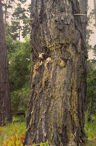 Hip canker (depression) on the trunk caused by western gall rust, <i>Endocronartium (=Peridermium) harknessii,</i> infecting Monterey pine.