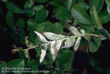 Powdery mildew, Erysiphe lagerstroemiae, on crape myrtle shoot.