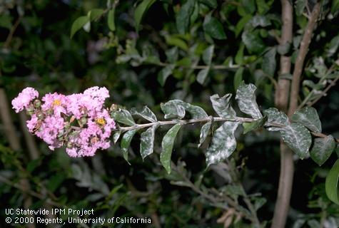 Foliage damaged by powdery mildew.