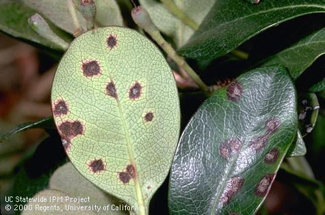 Entomosporium leaf spot on <I>Rhaphiolepis.</I>.