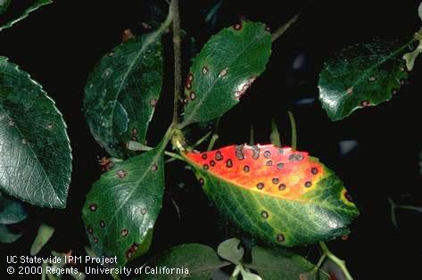 Entomosporium leaf spot on <I>Rhaphiolepis.</I>.