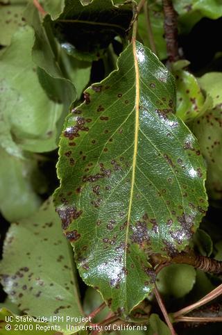 Reddish leaf spots on evergreen pear from Entomosporium leaf spot.