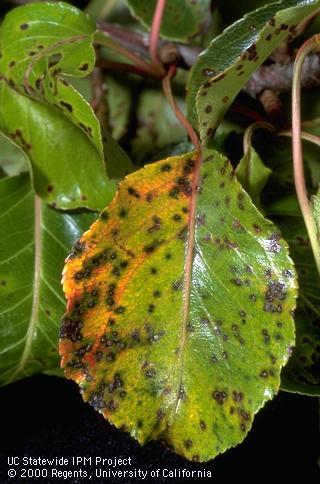 Red spots and yellowing on evergreen pear from Entomosporium leaf spot.