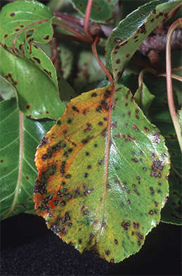 Leaf spots on evergreen pear