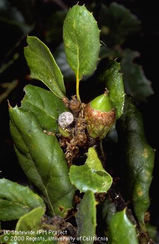 Acorn exuding froth and liquid on a coast live oak with drippy oak malady.