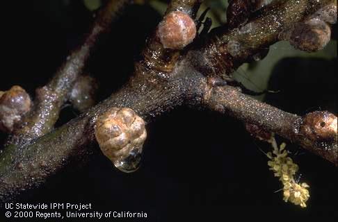 Sticky honeydew dripping from female kermes scale, <i>Allokermes</i> sp. on valley oak.