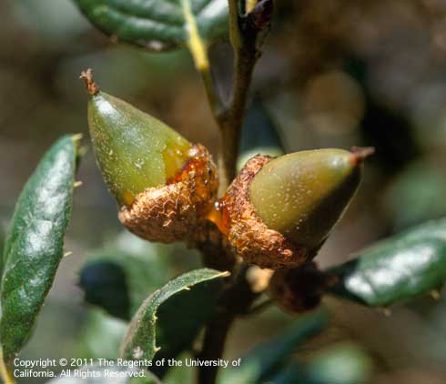 Brownish, sticky fluid oozing from two acorns with drippy nut bacterial disease,<i>Brenneria (=Erwinia) quercina.</i>.