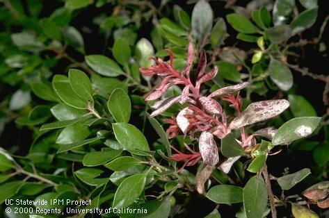 Reddish shoots on Manzanita caused by Exobasidium vaccinii.