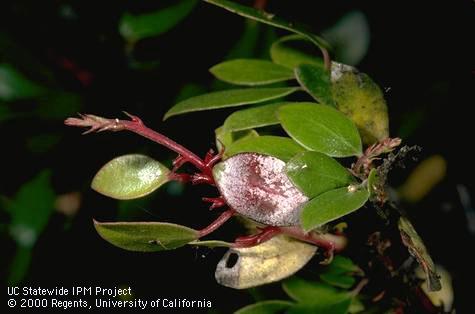 Reddish shoots on Manzanita caused by Exobasidium vaccinii.