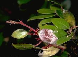 Galled leaves covered with white, spore-forming structures of Exobasidium vaccinii.