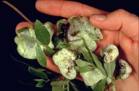 Azalea leaves that are discolored and severely distorted and thickened due to leaf and flower gall, <i>Exobasidium vaccinii</i>.