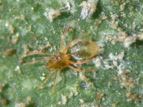 Adult and nymph of Texas citrus mite, <I>Eutetranychus banksi.</I> The adult male (left) has long legs and a triangular brownish-green body with dark blotches. Immature female (right) is about to molt into adult.