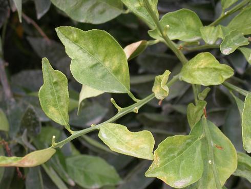 Citrus foliage damaged by Texas citrus mite, <I>Eutetranychus banksi.</I> Pale chlorosis or bleaching and premature leaf drop, with only the petioles remaining on stems.