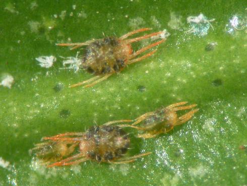 Females and nymph of Texas citrus mite, <I>Eutetranychus banksi.</I>  .