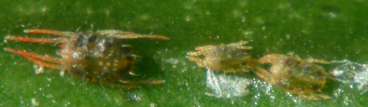 Adult female (left) and two nymphs of Texas citrus mite, Eutetranychus banksi.