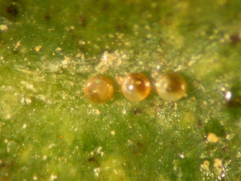 Reddish brown, round to disc-shaped eggs of Texas citrus mites, <I>Eutetranychus banksi.</I> .