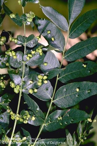 Crop damaged by walnut blister mite.