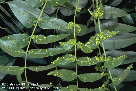 Galls on black walnut leaves caused by walnut blister mites, <I>Eriophyes erinea.</I>.