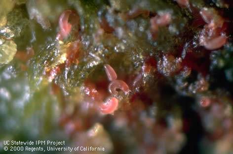 Colony of walnut blister mite.