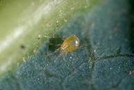 Euseius hibisci adult mite