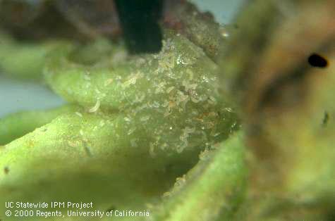 Colony of elongate, pale, microscopic bud mites, <i>Eriophyes inaequalis</i>, the vector of <i>Cherry mottle leaf virus</i> on bitter cherry, <i>Prunus emarginata</i>.