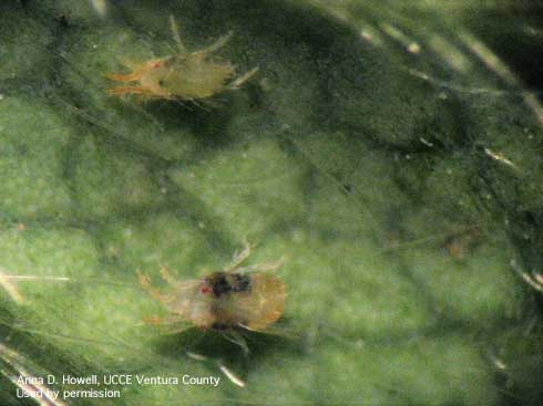 Adult Lewis spider mite, <i>Eotetranychus lewisi,</i> (top) and adult twospotted spider mite, <i>Tetranychus urticae,</i> (bottom).