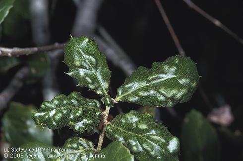 Blistering on the leaves of coast live oak caused by live oak erineum mite, <I>Eriophyes mackie.</I>.