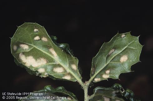 Felty masses on the undersides of coast live oak leaves caused by live oak erineum mite, <I>Eriophyes mackie.</I>.