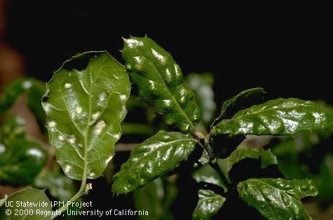 Live oak erineum mites, <i>Eriophyes mackiei,</i> feed in yellow to orange masses in depressions on the underside of evergreen oak leaves.