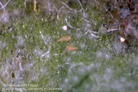 Adult pear rust mite, <i>Epitrimerus pyri</i>.