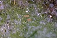 Pear rust mites