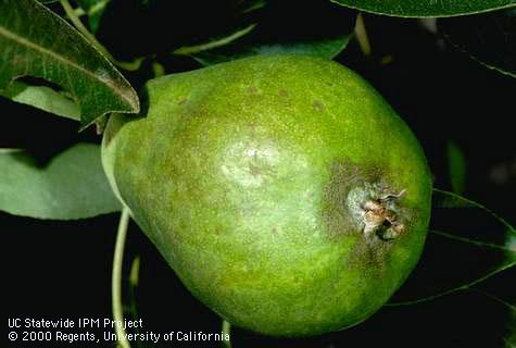 Crop damaged by pear rust mite.