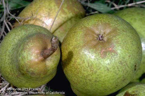 Russeting (bronzing) of pear fruit due to feeding by pear rust mites, <i>Epitrimerus pyri</i>.