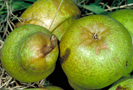 Russeting around the calyx (right) and stem end from pear rust mite feeding.