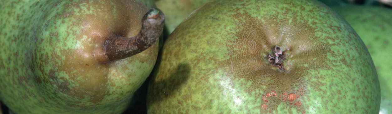 Russeting on these pears is typical eriophyid mite damage.