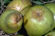 Pear rust mite damage