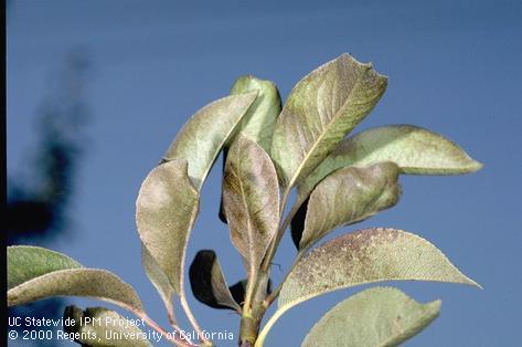 Russeting (bronzing) of pear leaves due to feeding by pear rust mites, <i>Epitrimerus pyri</i>.