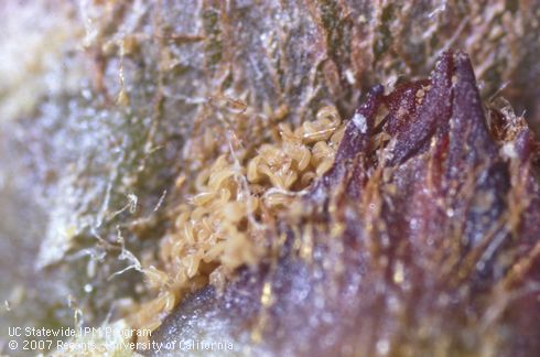 Pale brown female pear rust mites overwinter beneath bud scales predominantly on 1- to 2-year-old wood.