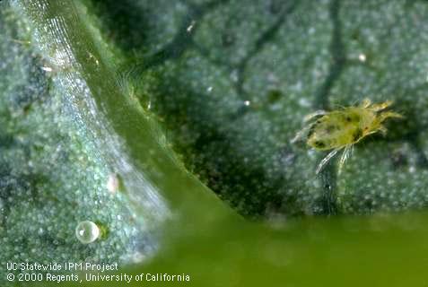 Adult sixspotted mite, <i>Eotetranychus sexmaculatus</i>.