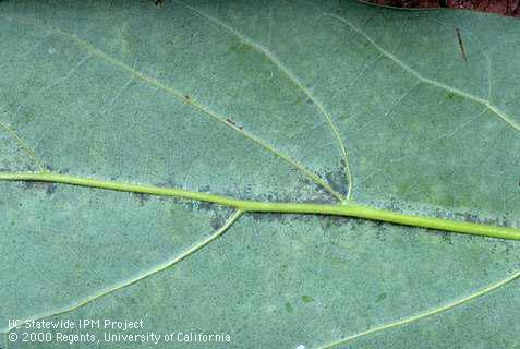 Purplish discoloration along the veins of an avocado leaf caused by feeding of sixspotted mites, <i>Eotetranychus sexmaculatus</i>.