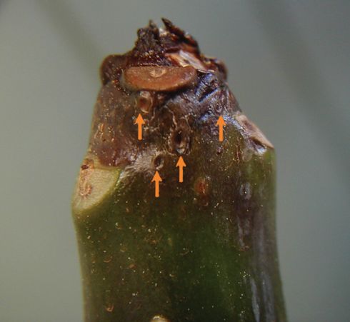 Tip dieback of plumeria in spring caused by sixspotted spider mites, <I>Eotetranychus sexmaculatus.</I> Arrows note craters that appear first; white specks are mites.